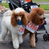 dog walk 2013-5127